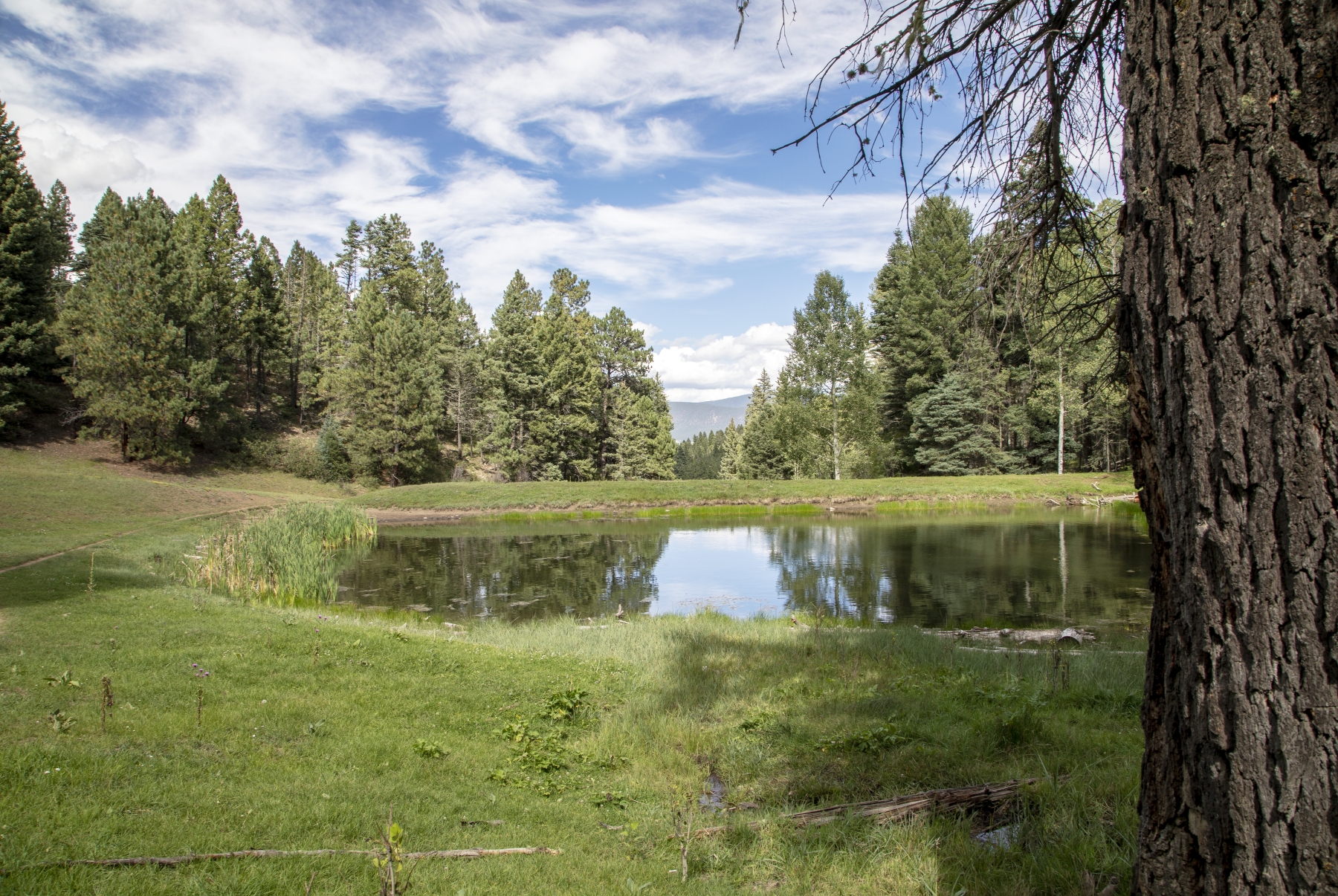 /gallery/north_america/USA/NM/angle fire/Angel Fire New Mexico August 2018-001_med.jpg